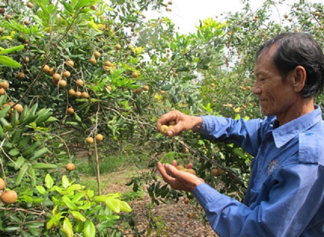 Bình quân mỗi héc ta nhãn cho thu hoạch khoảng 7 - 8 tấn quả