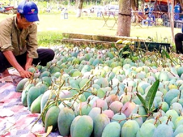 Xoài là loại quả tươi thứ 6 của Việt Nam xuất sang thị trường Mỹ