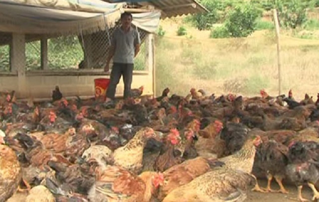 THT đang từng bước chuyển đổi từ mô hình chăn nuôi truyền thống sang chăn nuôi an toàn sinh học