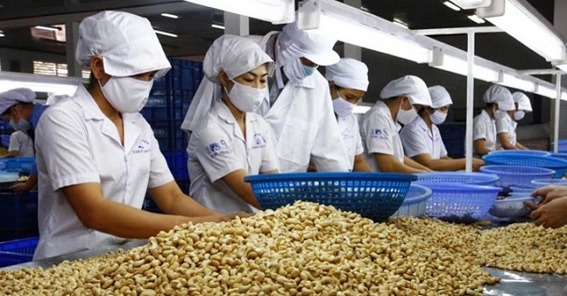 Xuất khẩu điều nhân hướng tới mục tiêu 450.000 tấn