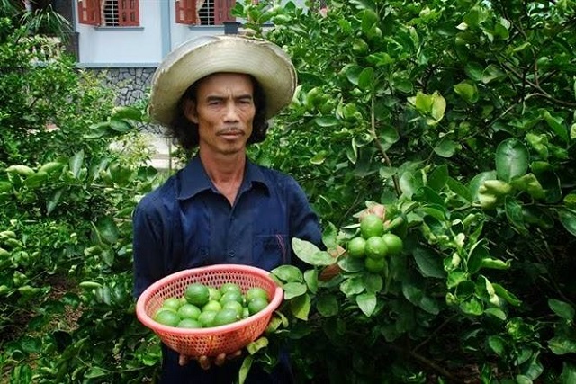 Nhờ ứng dụng KH-KT, năng suất chanh không hạt của HTX đã tăng gấp 5 lần