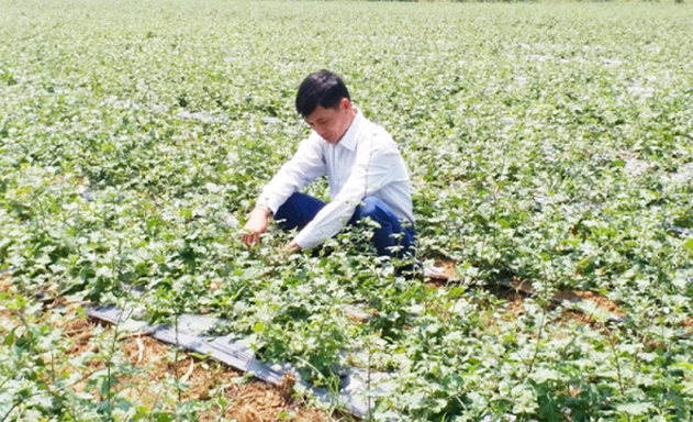 Không chỉ cấp giống miễn phí, HTX còn bao tiêu sản phẩm cho thành viên