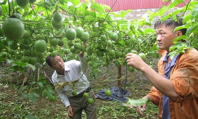 Cây chanh leo cho thu hoạch liên tục, 2 - 3 ngày/lần khi tiết trời ấm, 5 - 7 ngày/lần khi trời lạnh