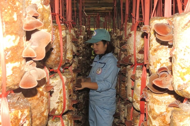 Có thời điểm, HTX đưa ra thị trường trên 1 tạ nấm sò/ngày, với mức giá 35.000 - 40.000 đồng/kg