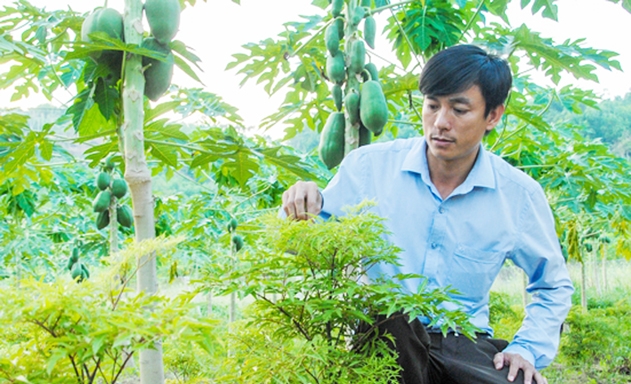 Hiện, với 4 ha đất vườn, anh Sỹ có khoảng 200.000 cây đinh lăng, 13.000 gốc đu đủ và 35.000 cây cỏ ngọt