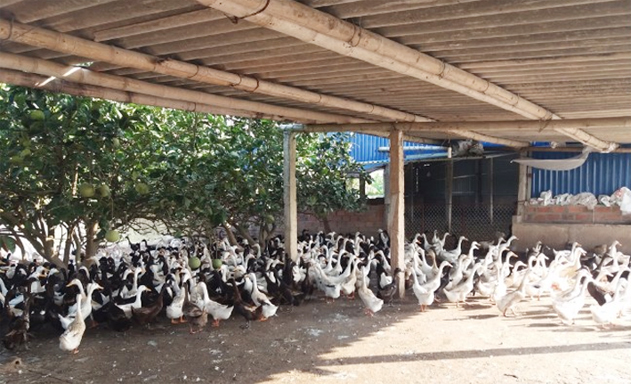 ​Mô hình nuôi vịt trên cạn của HTX