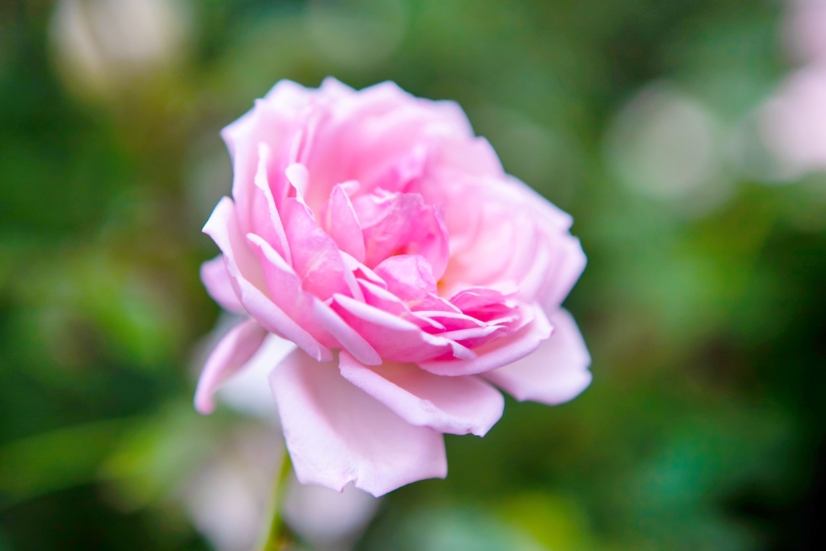 Lạc lối giữa khung trời tình yêu Giống như nhật ký hẹn hò ghi lại một cách tự nhiên nhất khoảnh khắc cặp đôi bên nhau, những bức ảnh “lạc lối” này cũng sẽ khoe trọn không gian hẹn hòa lãng mạn bậc nhất, tràn ngập hoa hồng của Rose Kingdom.