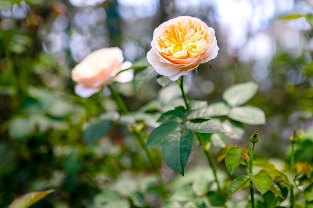 Hẹn nhau ở Vương quốc hoa hồng - Rose Kingdom Vinpearl Nha Trang hứa hẹn trở thành một phong cách check-in không thể thiếu của giới trẻ trog mùa thu này. Vừa là điểm hẹn để chiêm ngưỡng vẻ đẹp của thiên đường hoa, nơi đây còn là vườn tình để tình yêu đôi lứa thăng hoa và thêm gắn kết bền chặt.