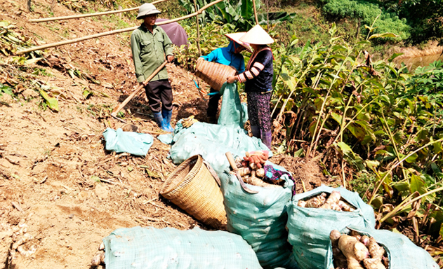 Mô hình trồng dong riềng đang cho hiệu quả cao ở Tam Đường