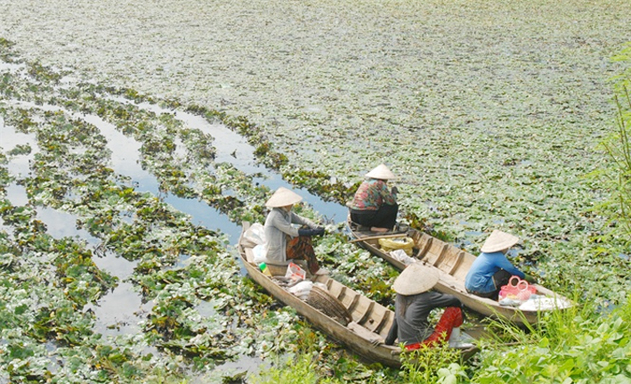 Thành viên THT thu hoạch ấu