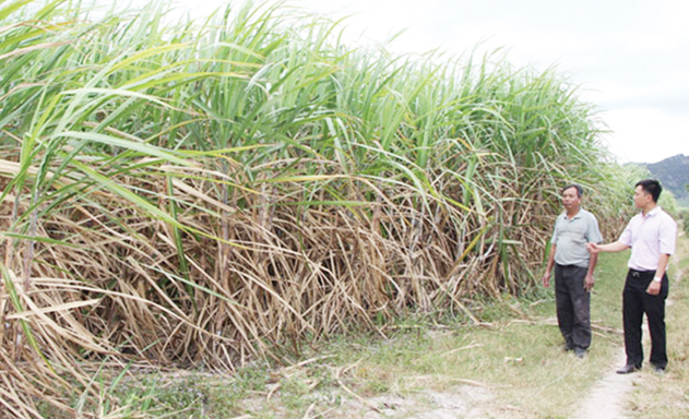 Khó tiếp cận vốn vay, HTX khó phát triển bền vững