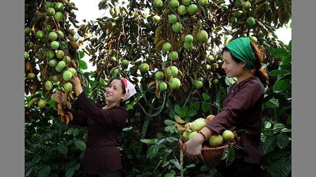 Bắc Giang phát triển thương hiệu vú sữa Tân Yên (Ảnh Internet)