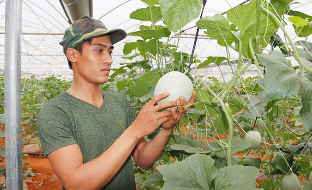 Một quả dưa lưới đến độ thu hoạch sẽ đạt hơn 1 kg