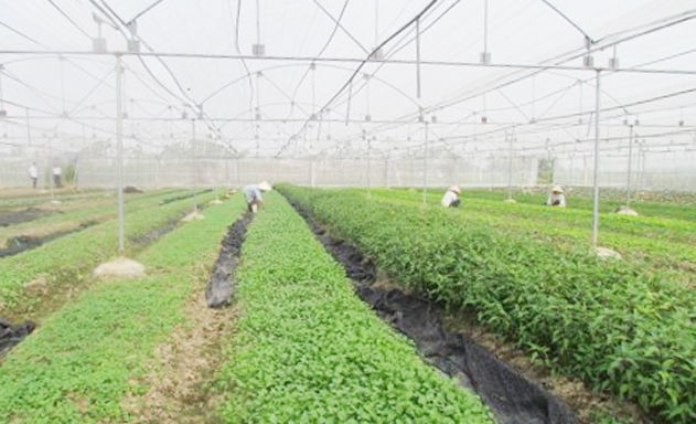 HTX Hoằng Hợp đang có đóng góp tích cực trong xây dựng NTM tại địa phương