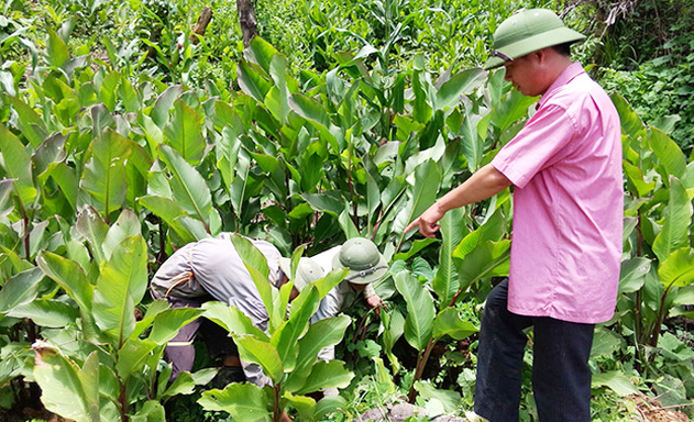 Mô hình dong riềng của HTX mang lại hiệu quả cho hơn 300 hộ dân