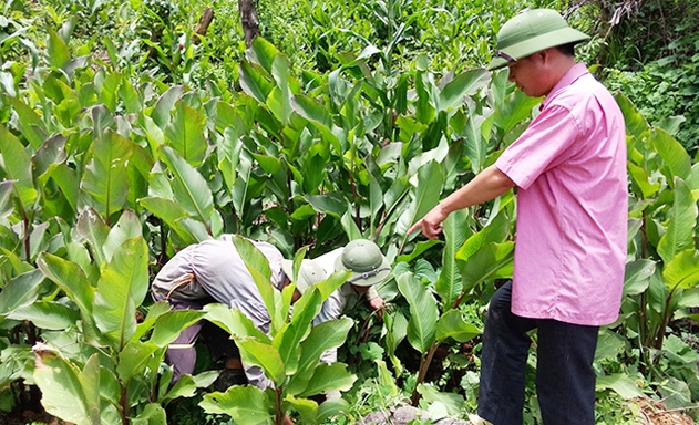 Mô hình dong riềng của HTX mang lại hiệu quả cho hơn 300 hộ dân