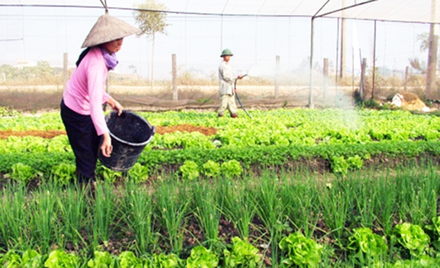 Hiệu quả của các HTX đang là nhân tố thúc đẩy NTM tại Ngọc Lặc