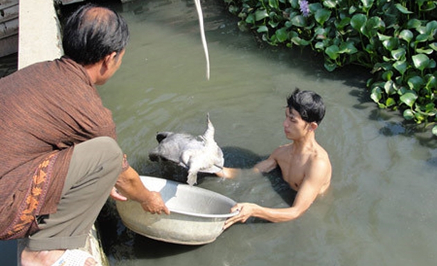 So với các cây trồng, vật nuôi thủy sản, nuôi ba ba có thu nhập cao hơn