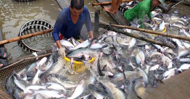 Giá cá tra nhích nhẹ, nhưng vẫn thấp hơn giá thành (Ảnh Internet)