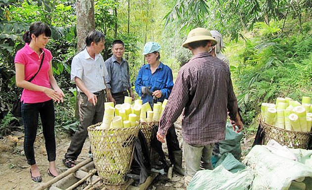 Măng tre Bát độ là sản phẩm thế mạnh, có hiệu quả kinh tế cao tại xã Kiên Thành