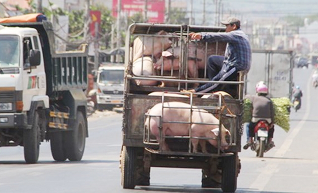 Tăng gom lợn xuất tiểu ngạch sang Trung Quốc