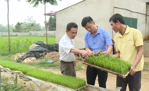 HTX đã ứng dụng khoa học để cấy lúa mạ khay