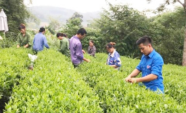 HTX tạo việc làm cho 8 lao động với mức thu nhập 7,5 triệu đồng/tháng