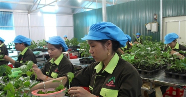 Cổ phiếu NAF tăng trần phiên 10/9