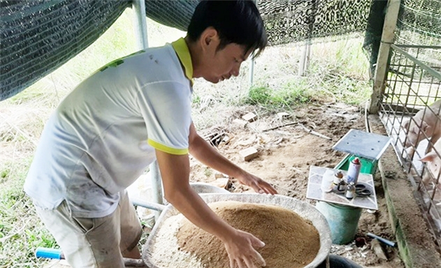 HTX Tân Hòa Phú là mô hình nuôi heo bằng phế phẩm nông nghiệp sạch và thảo dược duy nhất của Quảng Ngãi