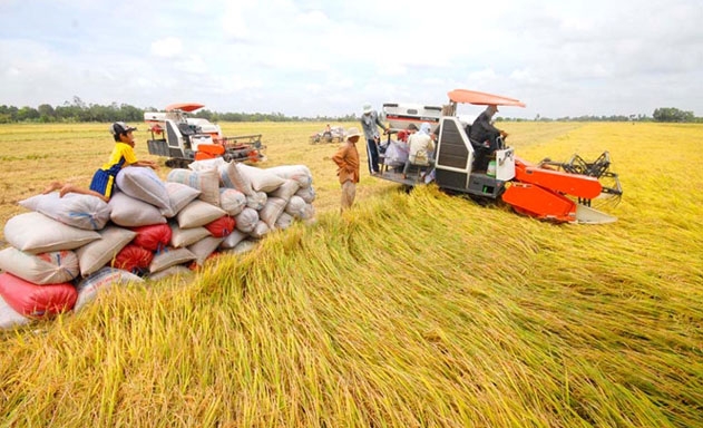 XK gạo 6 tháng đầu năm giảm cả về sản lượng và giá trị