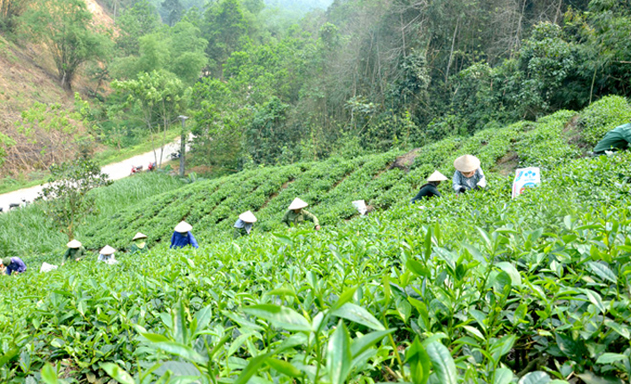 Các HTX nông - lâm nghiệp đang là động lực thúc đẩy NTM tại Sơn Dương