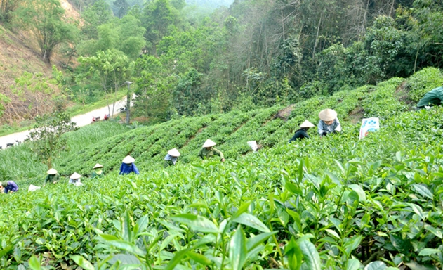 Các HTX nông - lâm nghiệp đang là động lực thúc đẩy NTM tại Sơn Dương