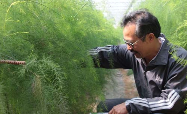 Ông Lê Đức Thịnh chăm sóc măng tây