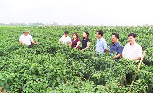 Mô hình trồng ớt của HTX đang cho hiệu quả cao