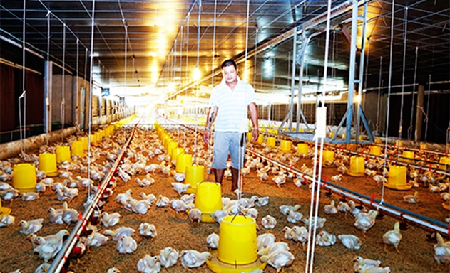 Trại nuôi gà của HTX