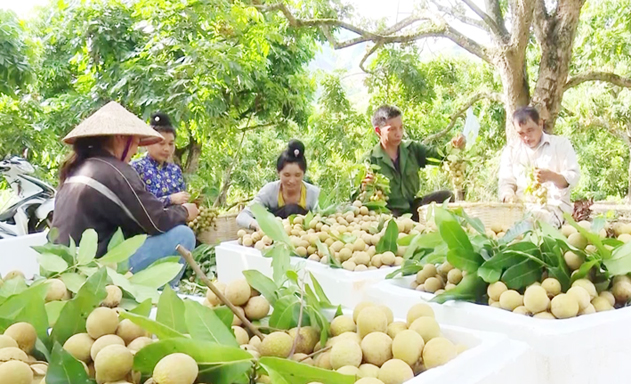 Sông Mã đang đẩy mạnh phát triển HTX để thúc đẩy xây dựng NTM