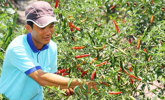 Mô hình trồng ớt của HTX đang cho hiệu quả cao