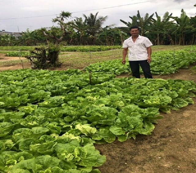 HTX cung cấp sản lượng rau ra thị trường khoảng hơn 1 tấn mỗi ngày