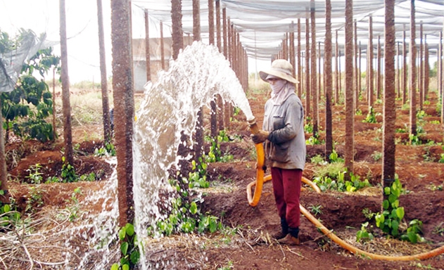 HTX Nam Yang là nhân tố quan trọng trong quá trình xây dựng NTM nâng cao tại địa phương
