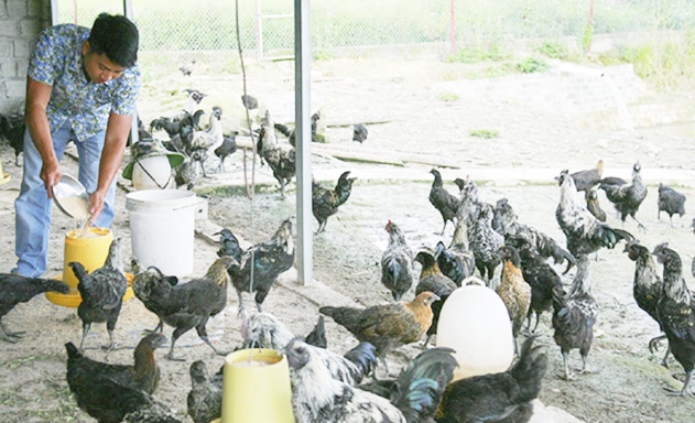 Cần đẩy mạnh chăn nuôi gà đặc sản
