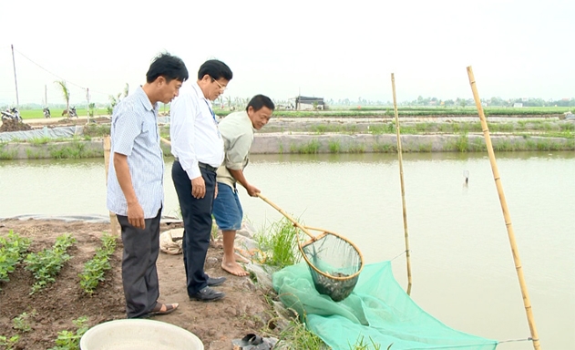Mô hình nuôi cá chạch sụn của HTX