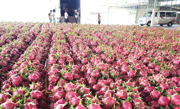 HTX Thanh long Tầm Vu (Long An) đưa thanh long vươn xa ra thế giới