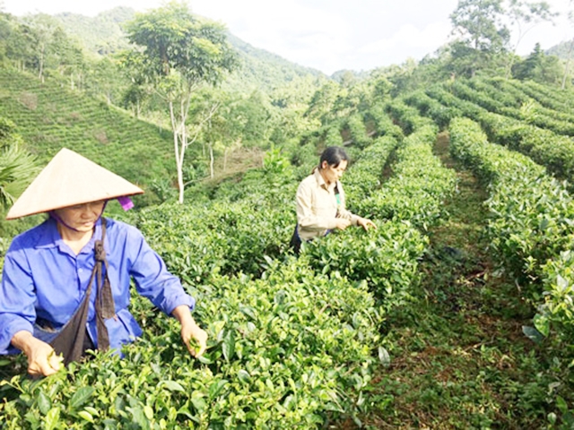 Các HTX tại huyện Ba Bể đang đẩy mạnh sản xuất gắn với công tác đào tạo nghề