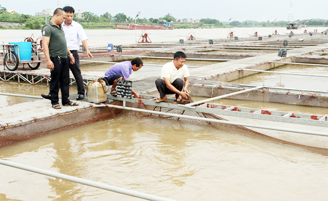 Mô hình nuôi cá lồng của HTX nông nghiệp An Phú đang cho doanh thu 16 - 18 tỷ đồng/năm