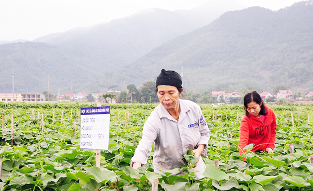 HTX là nhân tố quan trọng giúp Tam Đảo hoàn thành 8/8 xã đạt chuẩn NTM