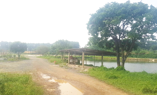 Dự án Golden Lake hiện tại mới chỉ là khu đất trống và ao nuôi cá