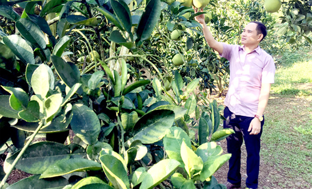 Phó Giám đốc HTX Xuân Vân Đào Hồng Chiến là một trong những cán bộ trẻ giúp HTX phát triển