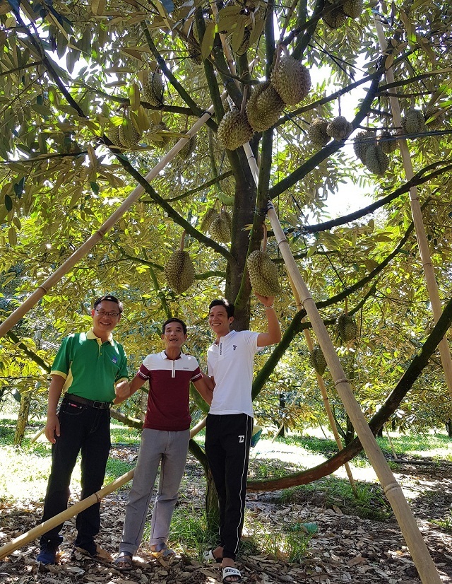 Sầu riêng Khánh Sơn “bội thu” nhờ sử dụng NPK Phú Mỹ