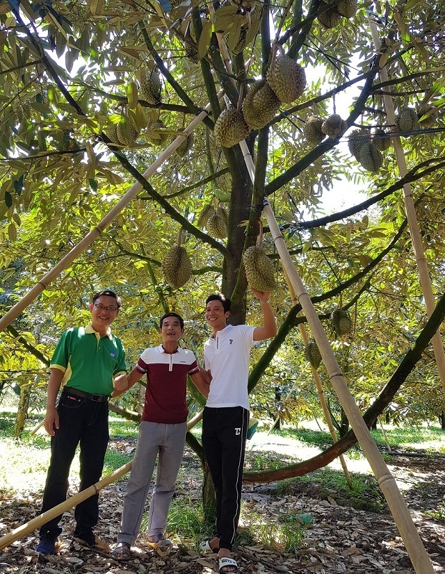 Sầu riêng Khánh Sơn “bội thu” nhờ sử dụng NPK Phú Mỹ