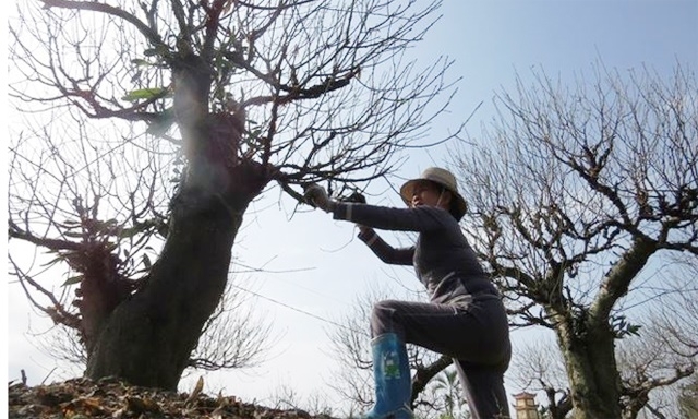 Nhiều HTX có thêm lao động tay nghề cao nhờ công tác đào tạo nghề của địa phương